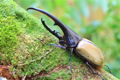 escarabajo hercules-4
